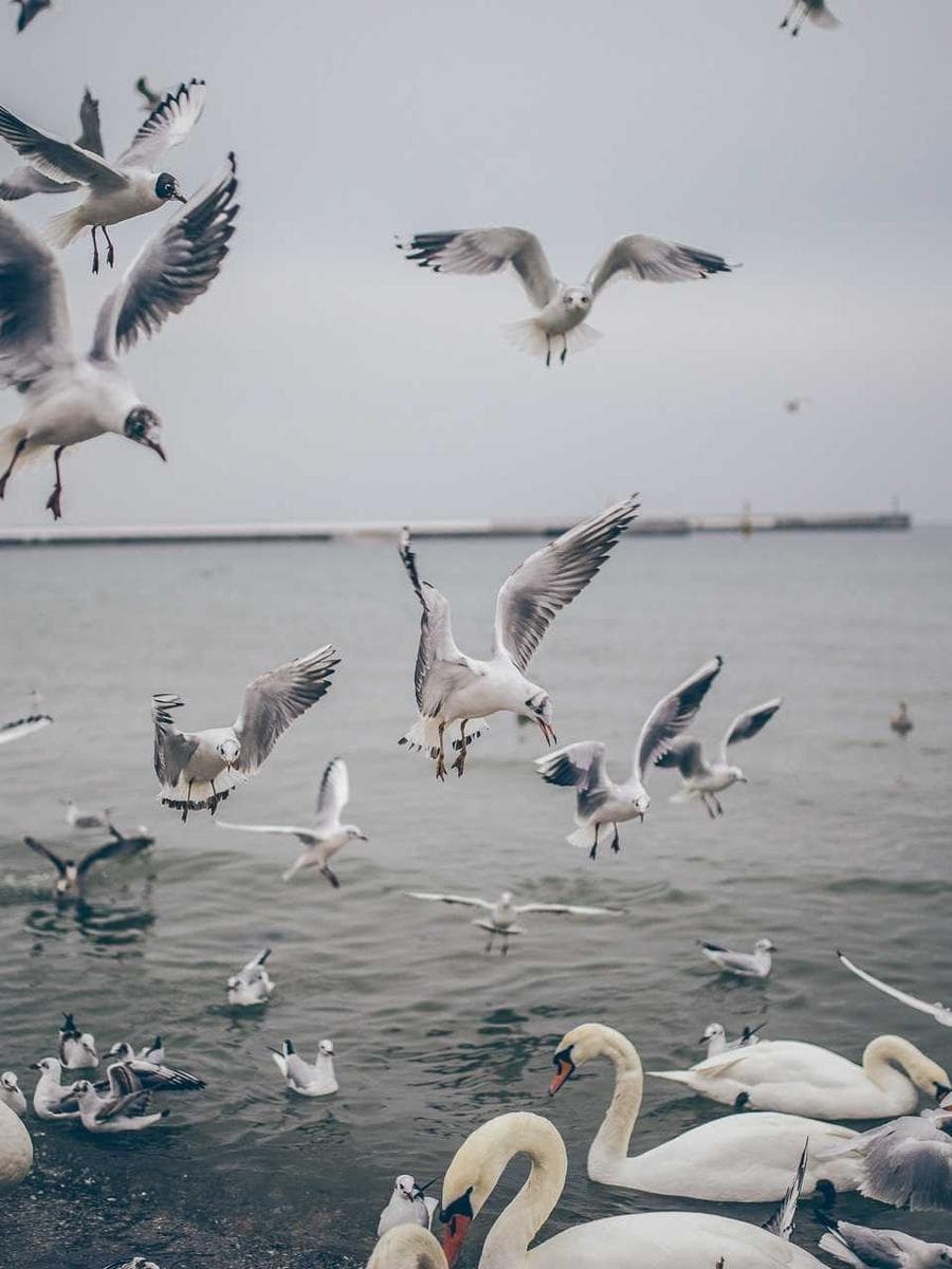معطف صوفي طويل بحزام